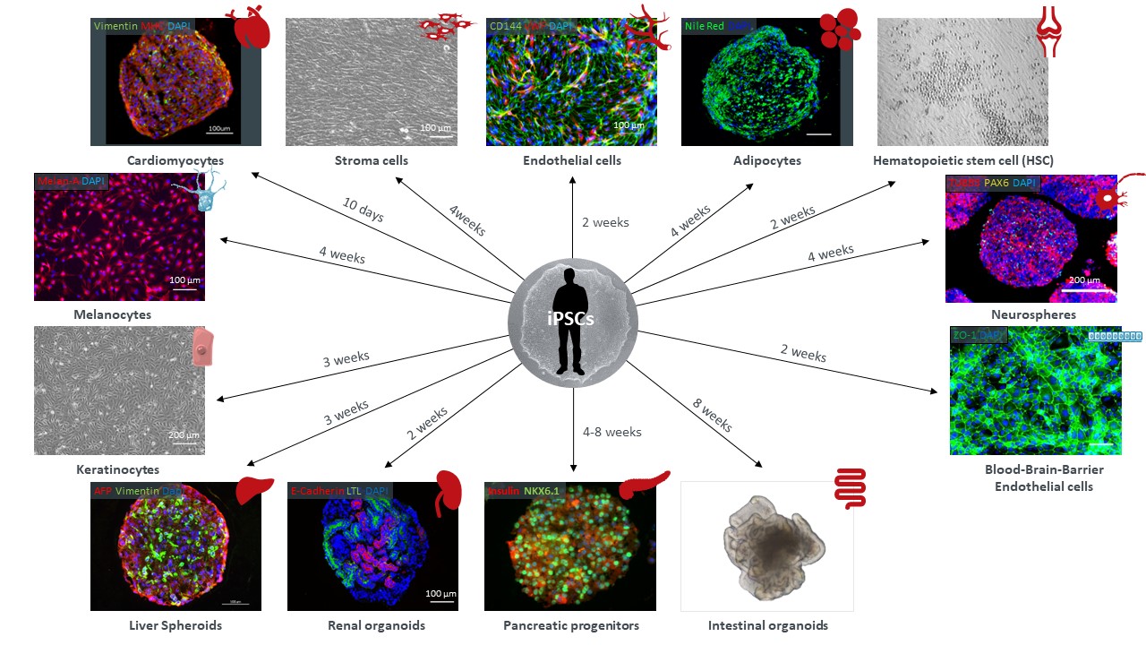 多类器官串联芯片培养技术