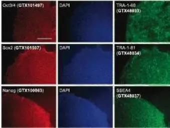 easy iPSC + Antibody Sample Ki
