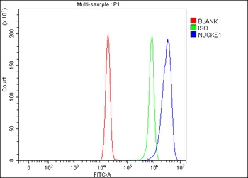 Anti-NUCKS1 Antibody 抗体，orb178