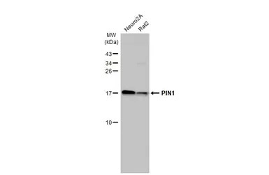 PIN1 antibody [HL2480]
