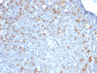 CDC20 antibody [CDC20/1102]