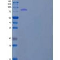 小鼠信号素4C/SEMA4C重组蛋白C-Fc