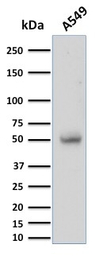 CD14 antibody [LPSR/2397]
