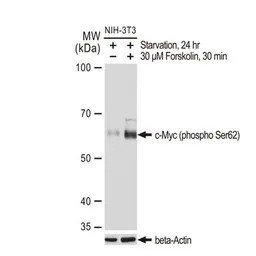 c-Myc (phospho Ser62) antibody