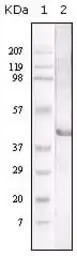 LAL antibody [9G7F12]