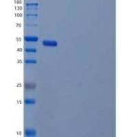 人呼吸道胰蛋白酶样蛋白酶5/HATL5/TMPRSS11B重组蛋白C-6His