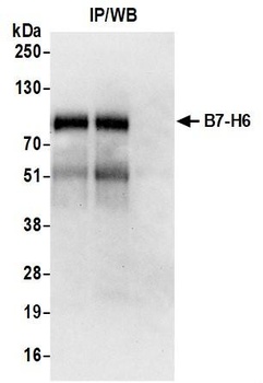 B7-H6 Antibody 抗体，orb1784568，B