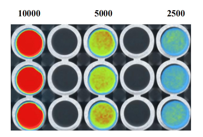 E0771-LUC-PURO Luciferase检测报告图