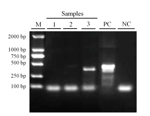 支原体检测试剂盒（PCR法）试用装