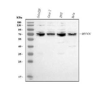 Anti-MYNN Antibody 抗体，orb17860