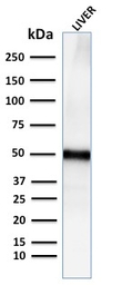 ADFP antibody [ADFP/2755R]