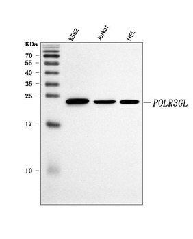 POLR3GL Antibody 抗体，orb1728148