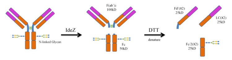 IdeZ Protease (IgG-specific)2.png