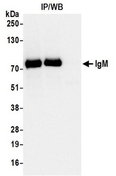 IgM Antibody 抗体，orb1806431，Bio
