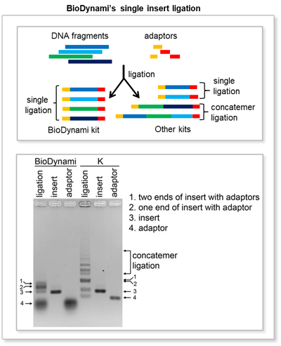 NGS DNA建库试剂盒插入