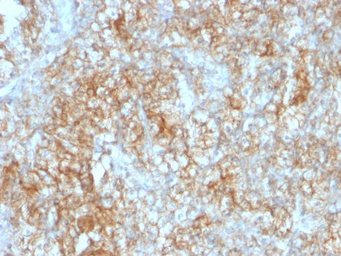 CD147 antibody [8D6]