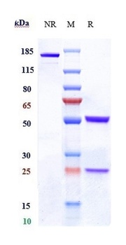 Anti-CLDN6 Reference Antibody 