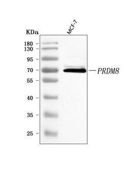 PRDM8 Antibody 抗体，orb1728143，B