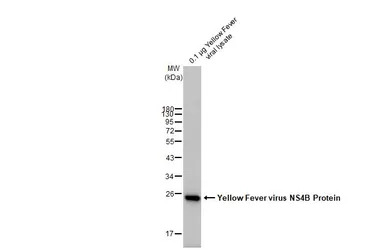 Yellow Fever virus NS4B Protei