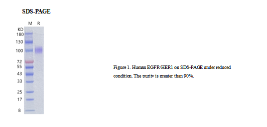Recombinant Human EGFR/HER1 Pr