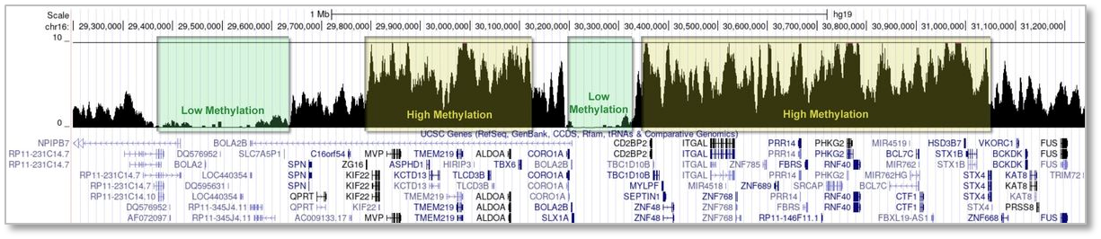 人类基因组中的高甲基化区域和低甲基化区域