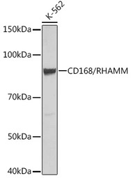 CD168 / RHAMM antibody [GT1346