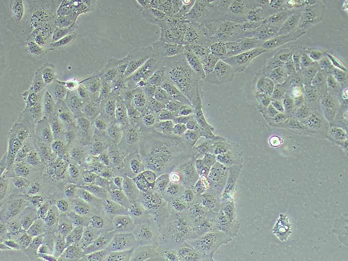 PANC10.05细胞图片