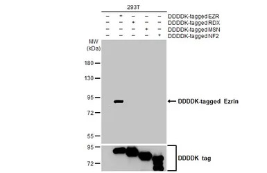 Ezrin antibody [HL2327]