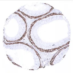 Calponin 1 antibody [MSVA-455R