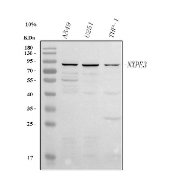 Anti-NXPE3 Antibody 抗体，orb1786