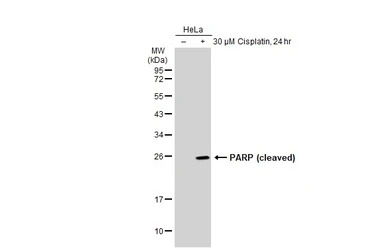 PARP (cleaved) antibody [GT118