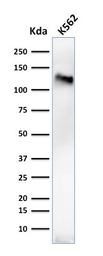 CD43 antibody [84-3C1]