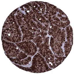 Elastase 3B antibody [MSVA-410