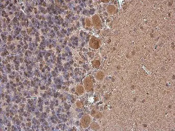 p130Cas antibody [GT331]