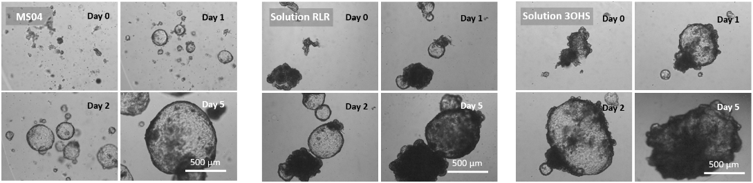 VitroGel® Organoid Recovery So
