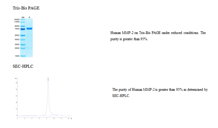 重组人MMP-2蛋白 Recombinant Human M