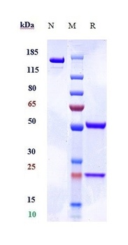 Anti-SIRPg / CD172g Reference 