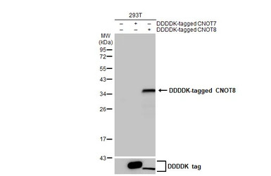 CNOT8 antibody [HL2586]