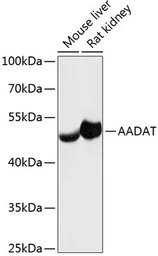 Aminoadipate aminotransferase 