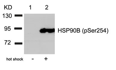 Hsp90 beta (phospho Ser254) an