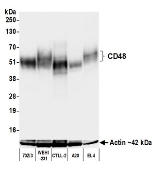 CD48 Antibody 抗体，orb1784565，Bi