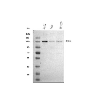 Anti-MYT1L Antibody 抗体，orb1786