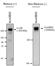 Laminin alpha 3B antibody [F7]
