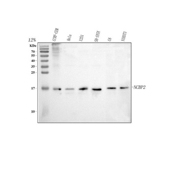 Anti-CBP20/NCBP2 Antibody 抗体，o
