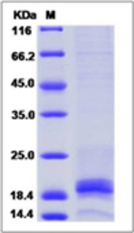Mouse Interferon gamma protein