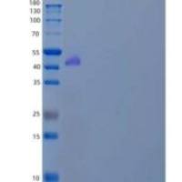 小鼠血浆谷氨酸羧肽酶/PGCP重组蛋白C-6His