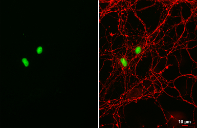 SOX2 antibody [HL1193]