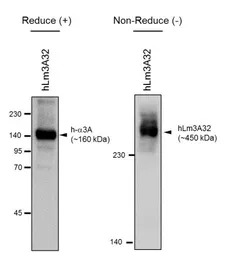 Laminin alpha 3A antibody [BG5