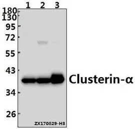 Clusterin alpha antibody