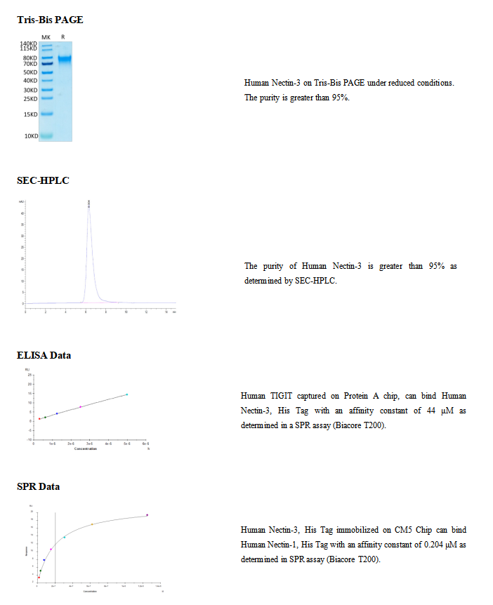 Recombinant Human Nectin-3/CD1